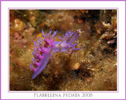 Flabellina pedata from the Costa Brava, in Spain. by John De Jong 